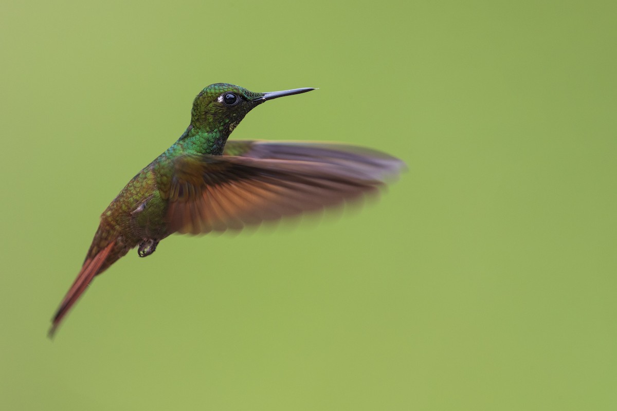 kolibřík brazilský - ML356827541