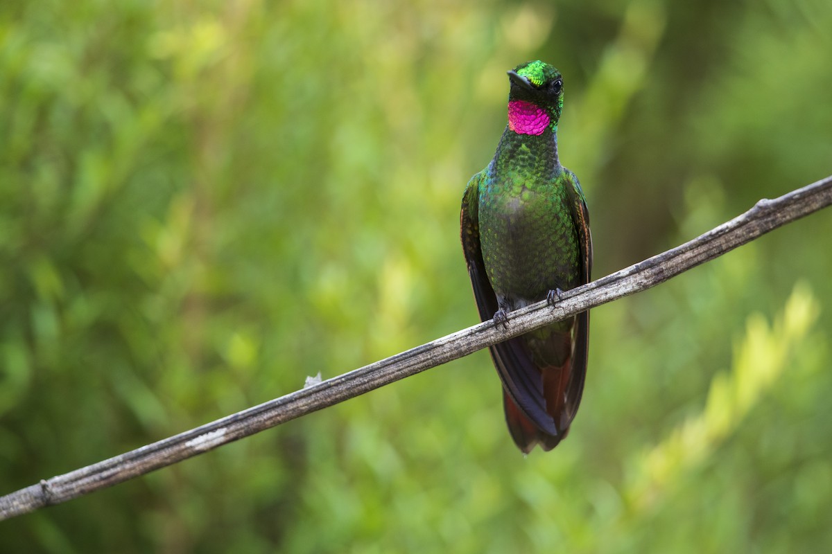 kolibřík brazilský - ML356827561