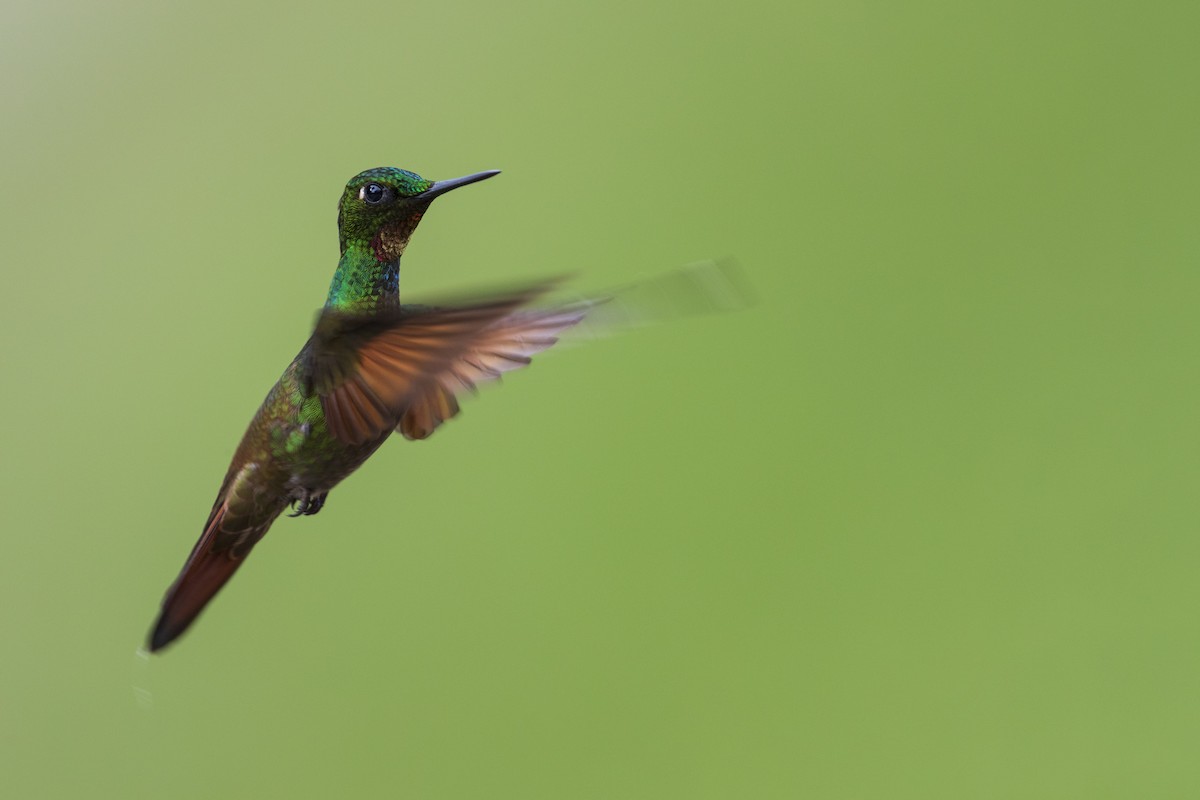 kolibřík brazilský - ML356827571