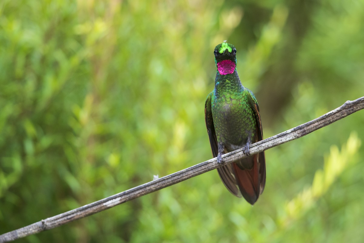 kolibřík brazilský - ML356827581