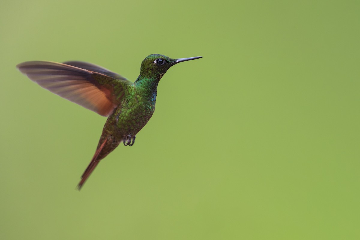 kolibřík brazilský - ML356827601