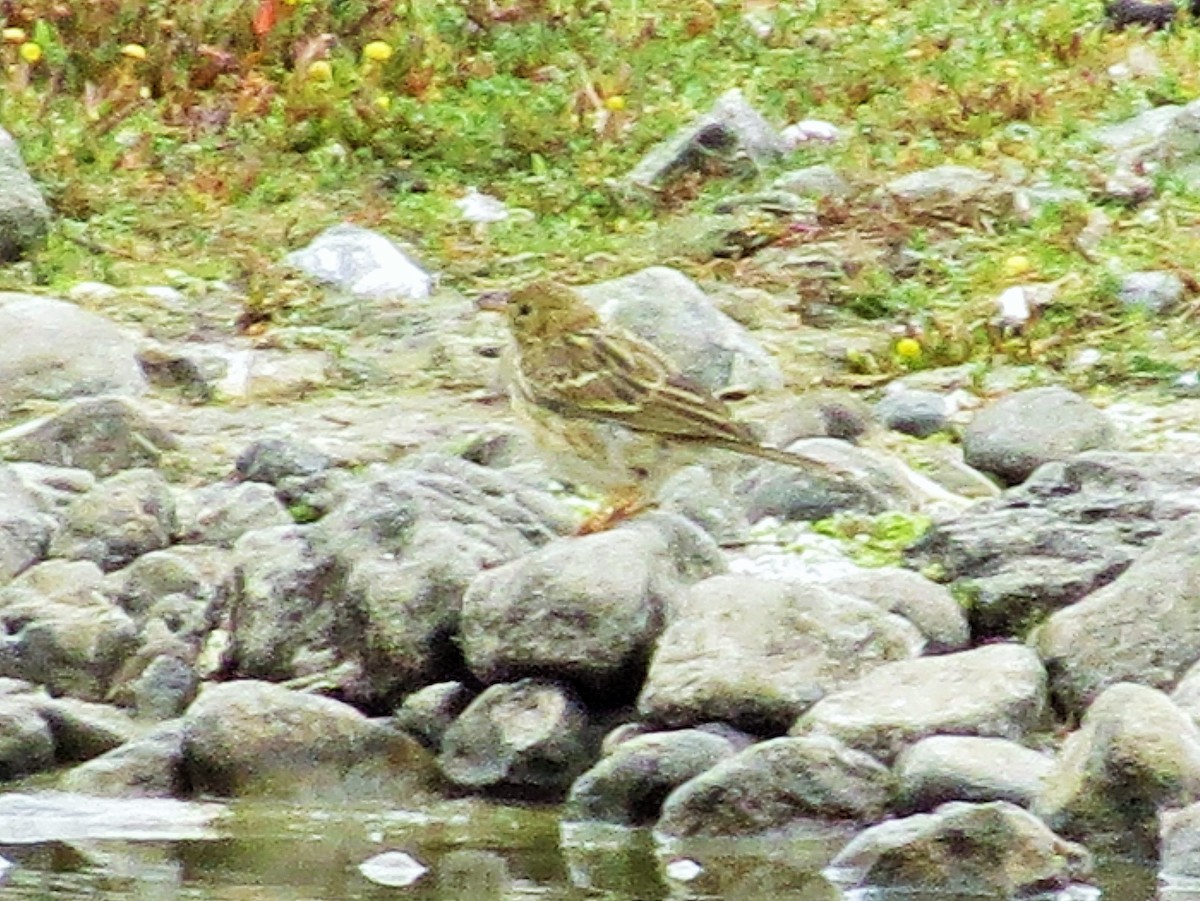 Meadow Pipit - ML35682811