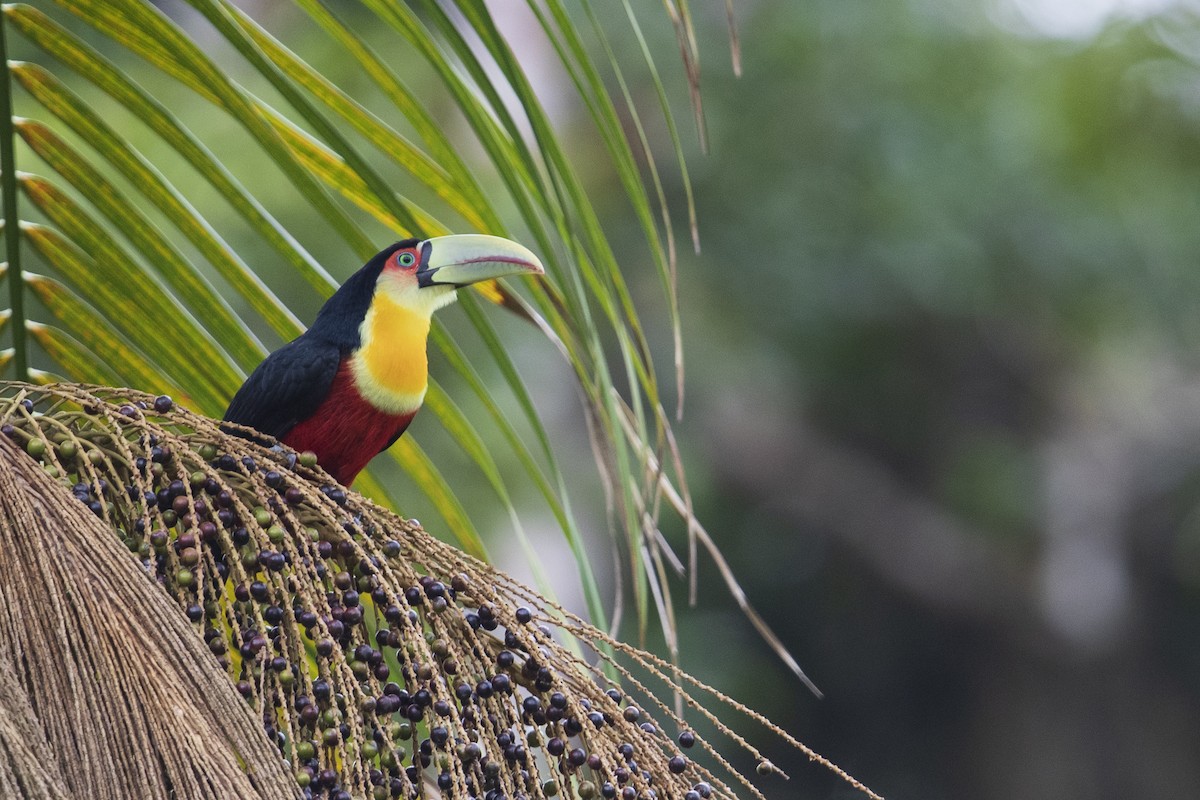 Red-breasted Toucan - ML356828131