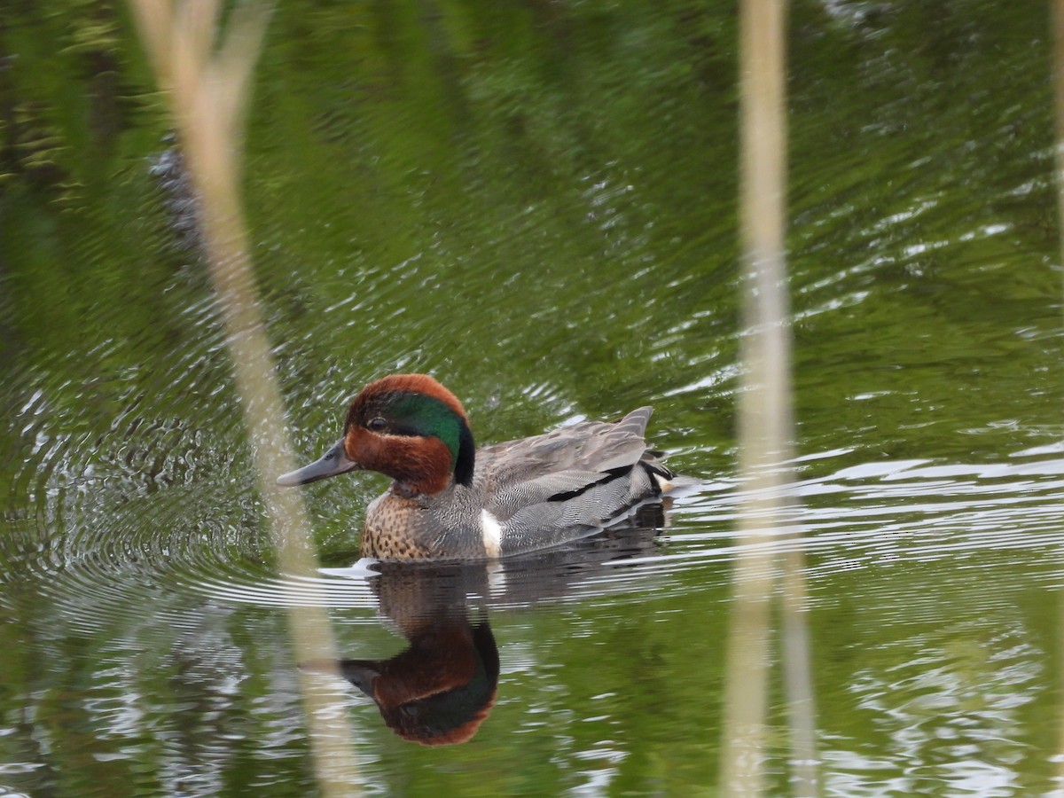 Green-winged Teal - ML356828181