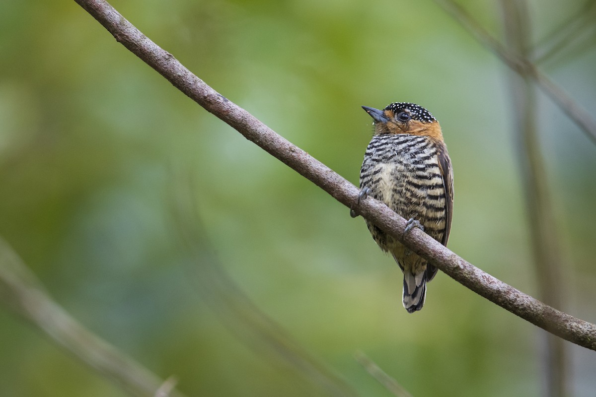Ochre-collared Piculet - ML356828191