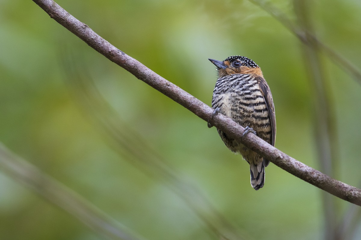 Ochre-collared Piculet - ML356828201