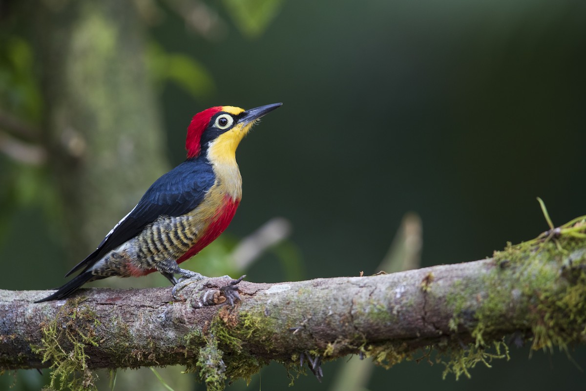 Yellow-fronted Woodpecker - ML356828361