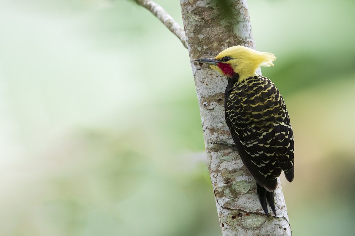 Blond-crested Woodpecker - ML356828421