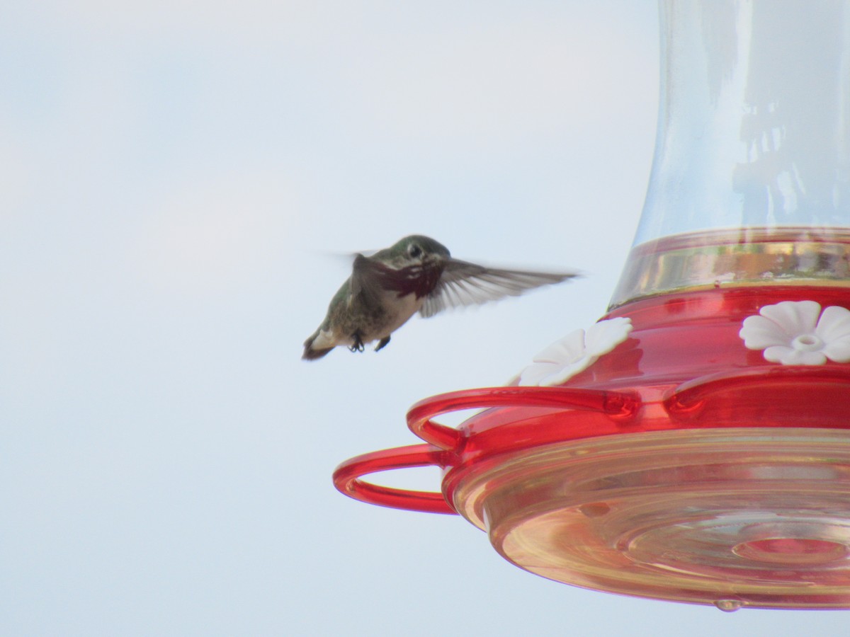 Calliope Hummingbird - ML356828461