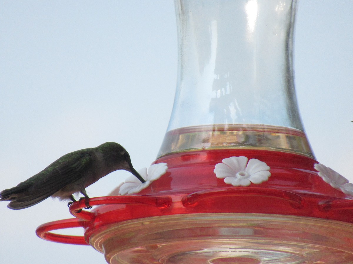 Black-chinned Hummingbird - ML356828521