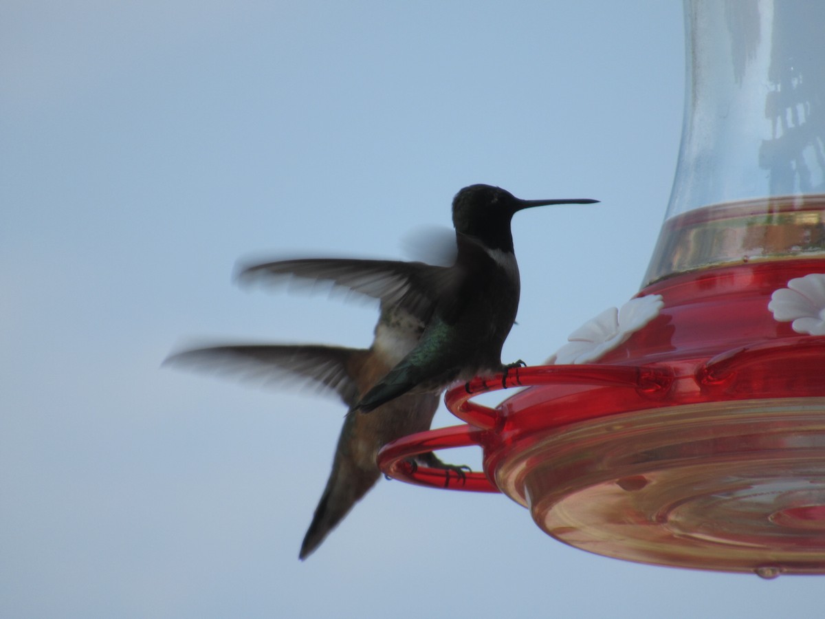 Black-chinned Hummingbird - ML356829061