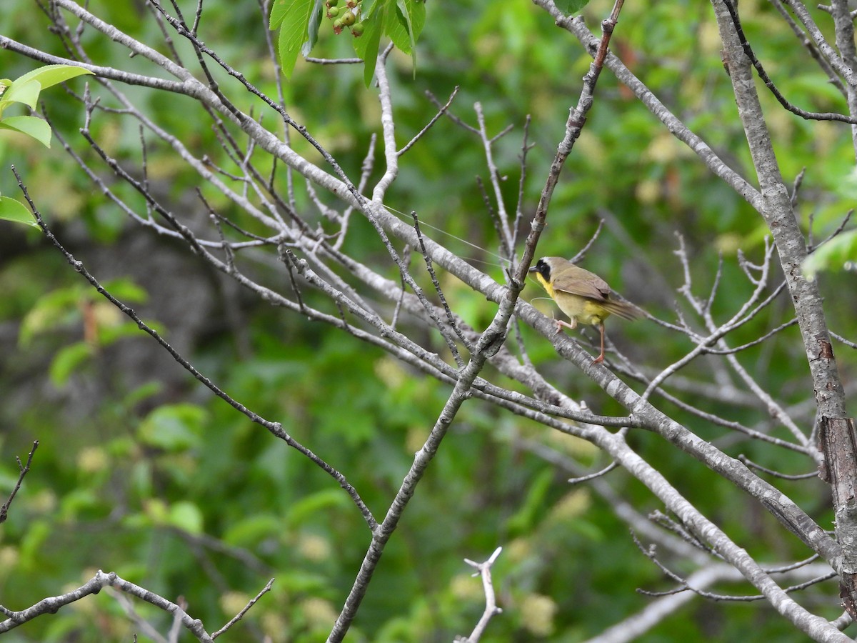 Common Yellowthroat - Palm Warbler