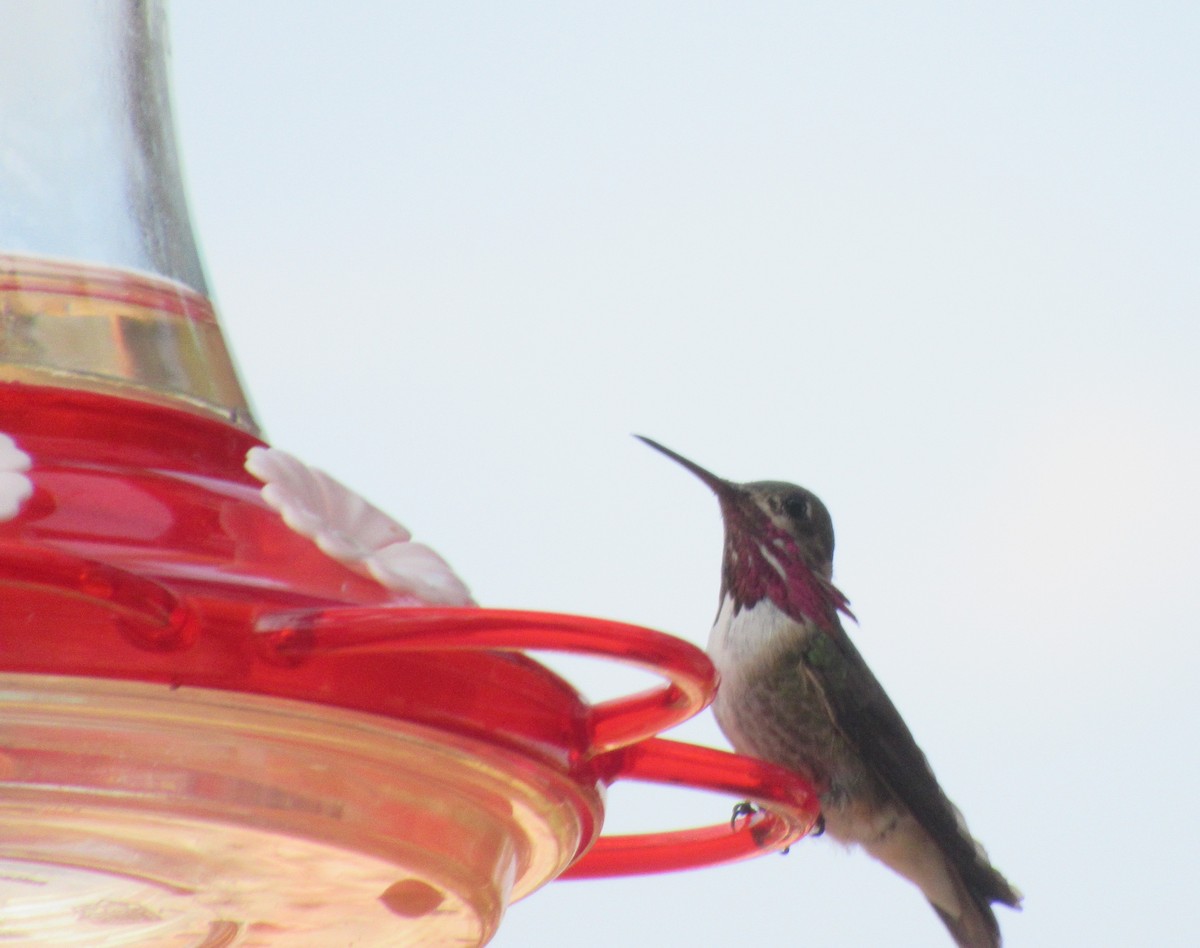 Calliope Hummingbird - ML356830901
