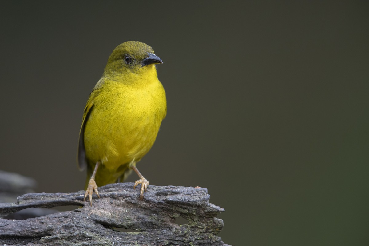 Olive-green Tanager - Michael Stubblefield