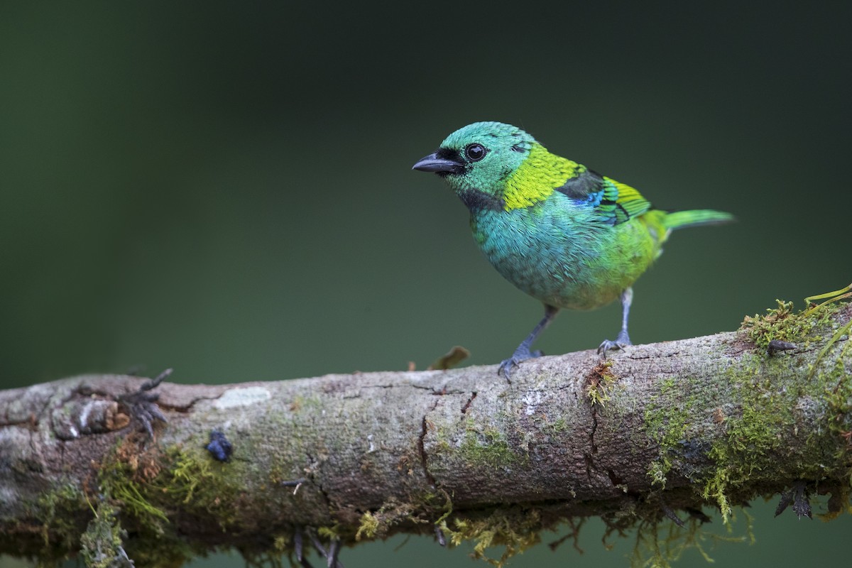 Green-headed Tanager - ML356831701