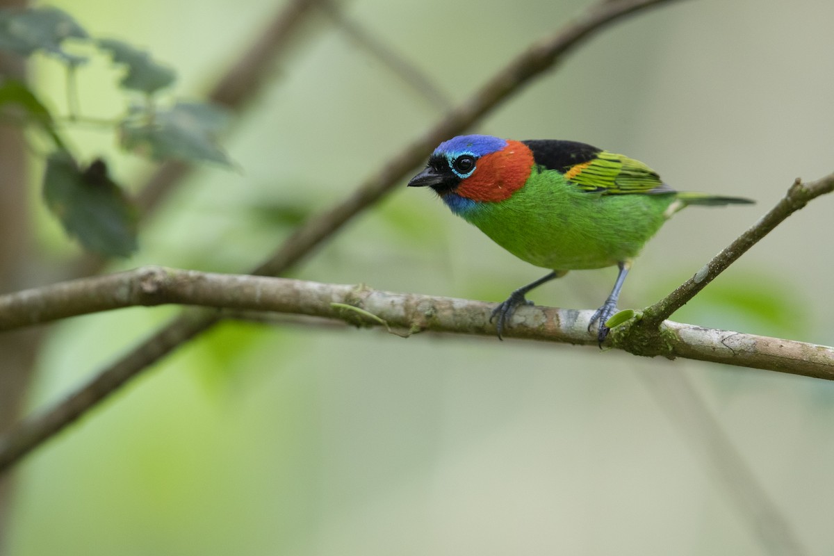 Red-necked Tanager - ML356831781