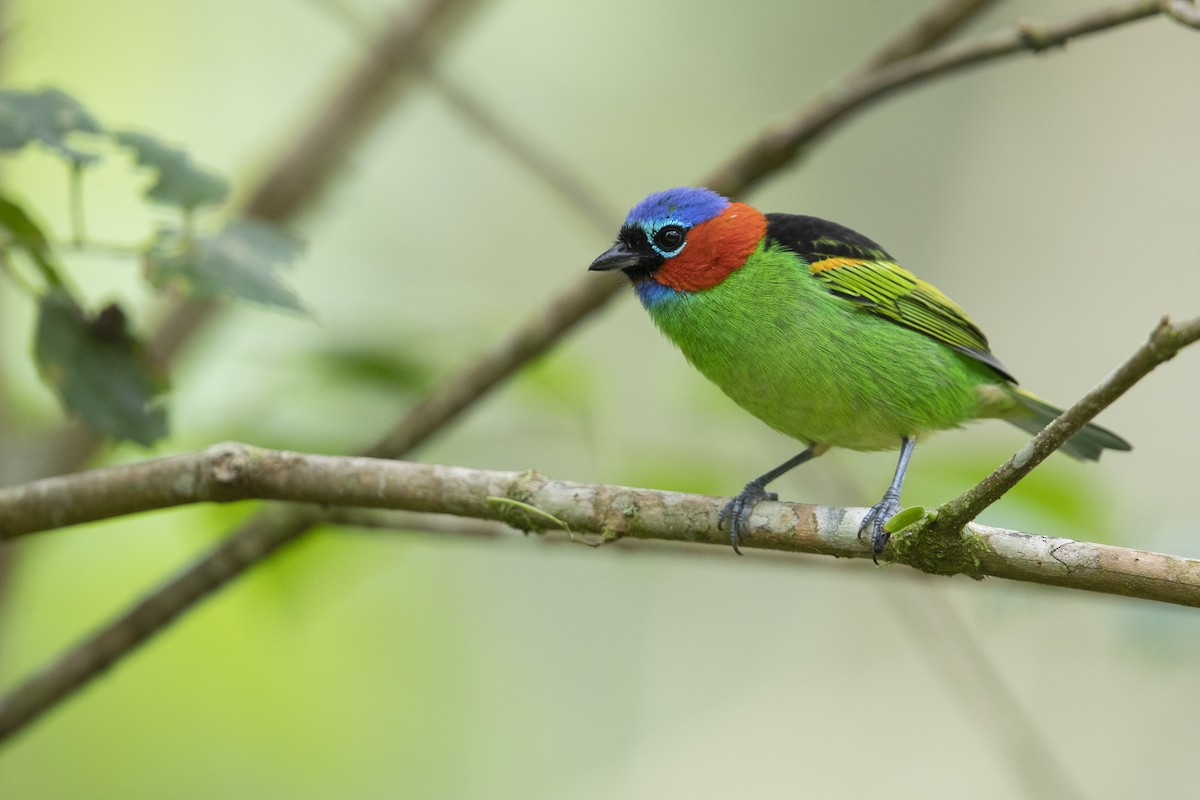 Red-necked Tanager - ML356831801