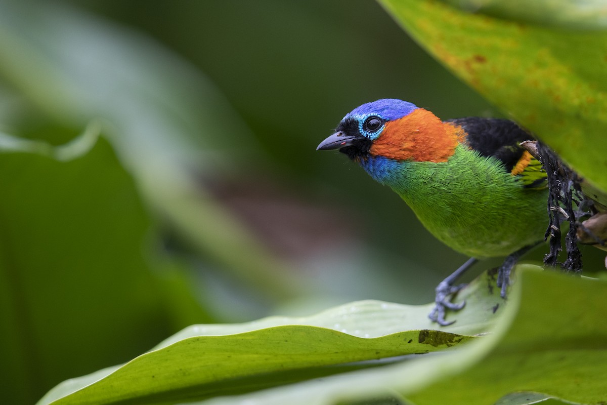 Red-necked Tanager - ML356831871