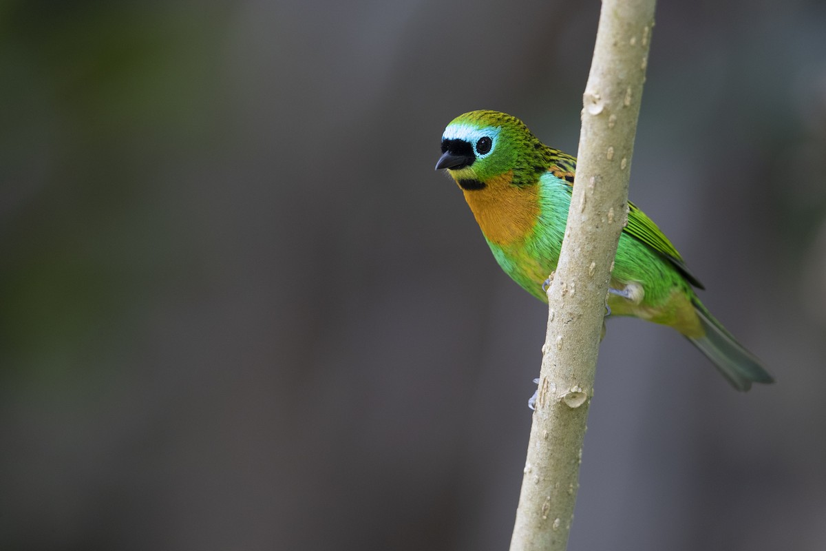 Brassy-breasted Tanager - ML356831991