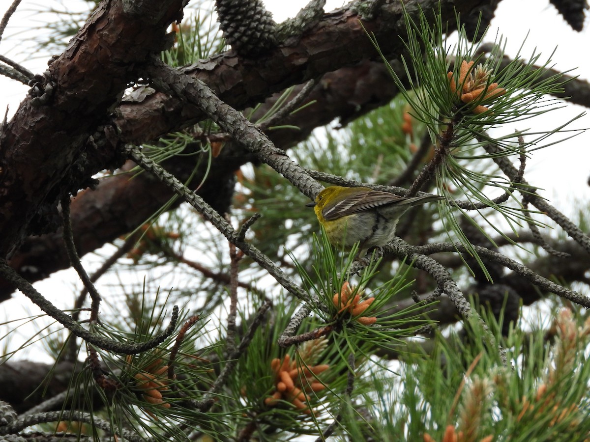 Pine Warbler - Palm Warbler