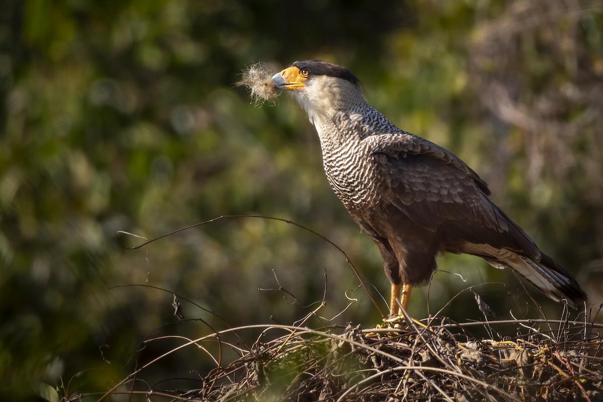 Crested Caracara (Southern) - ML356836101