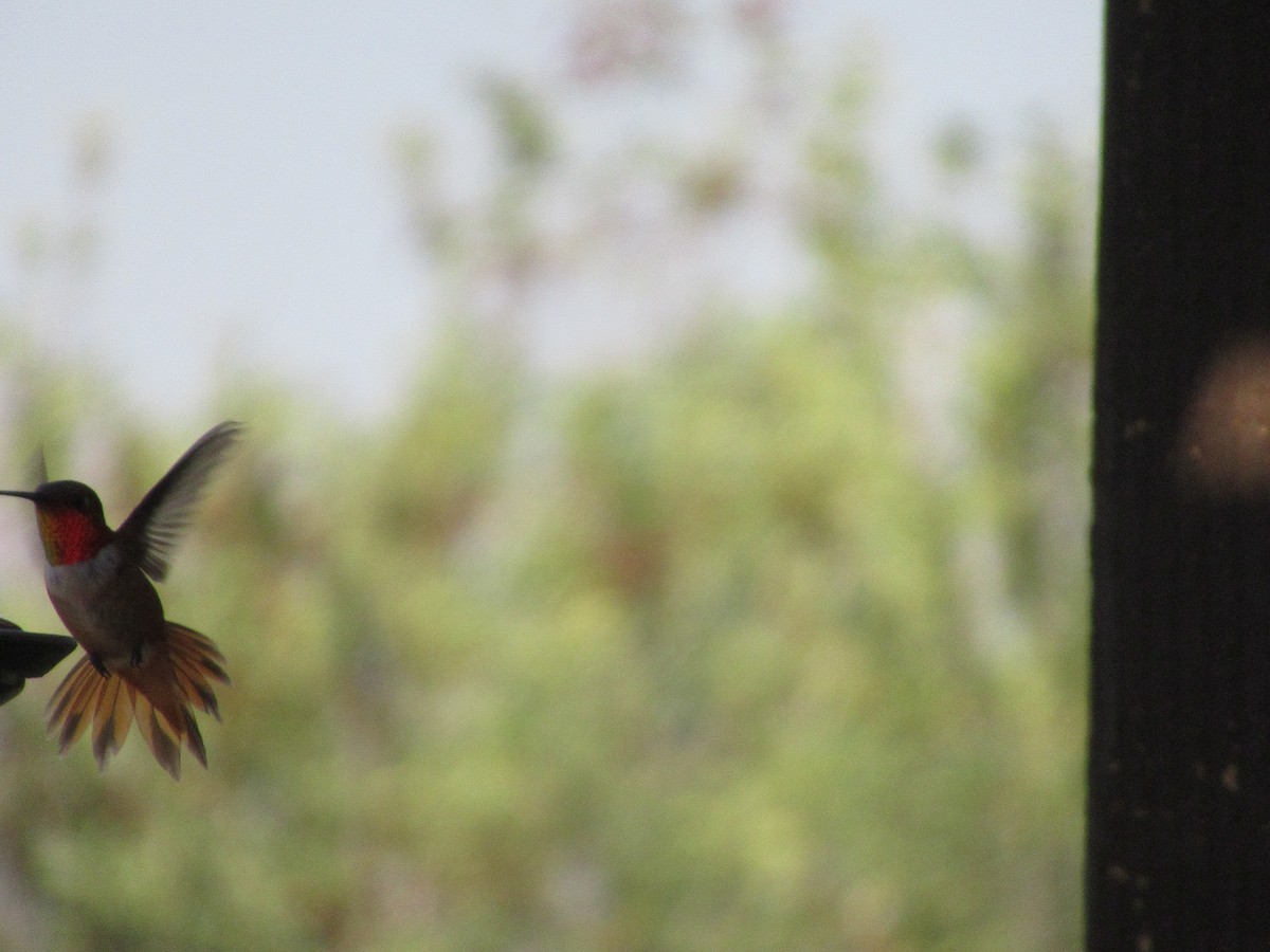 Rufous Hummingbird - ML356836301