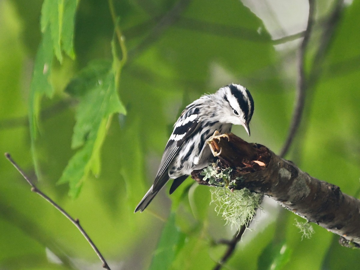 Black-and-white Warbler - ML356836891