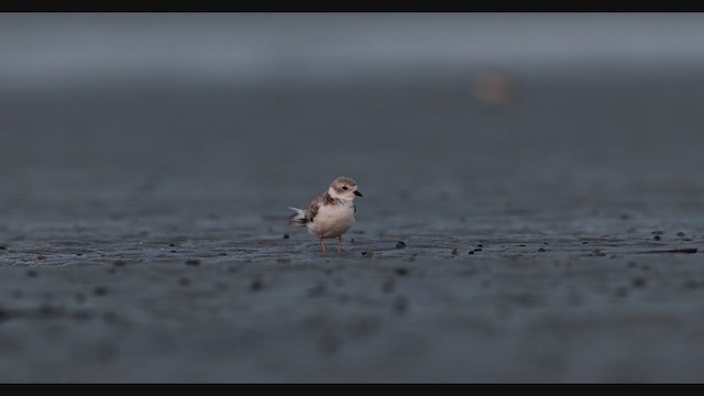 Piping Plover - ML356844631