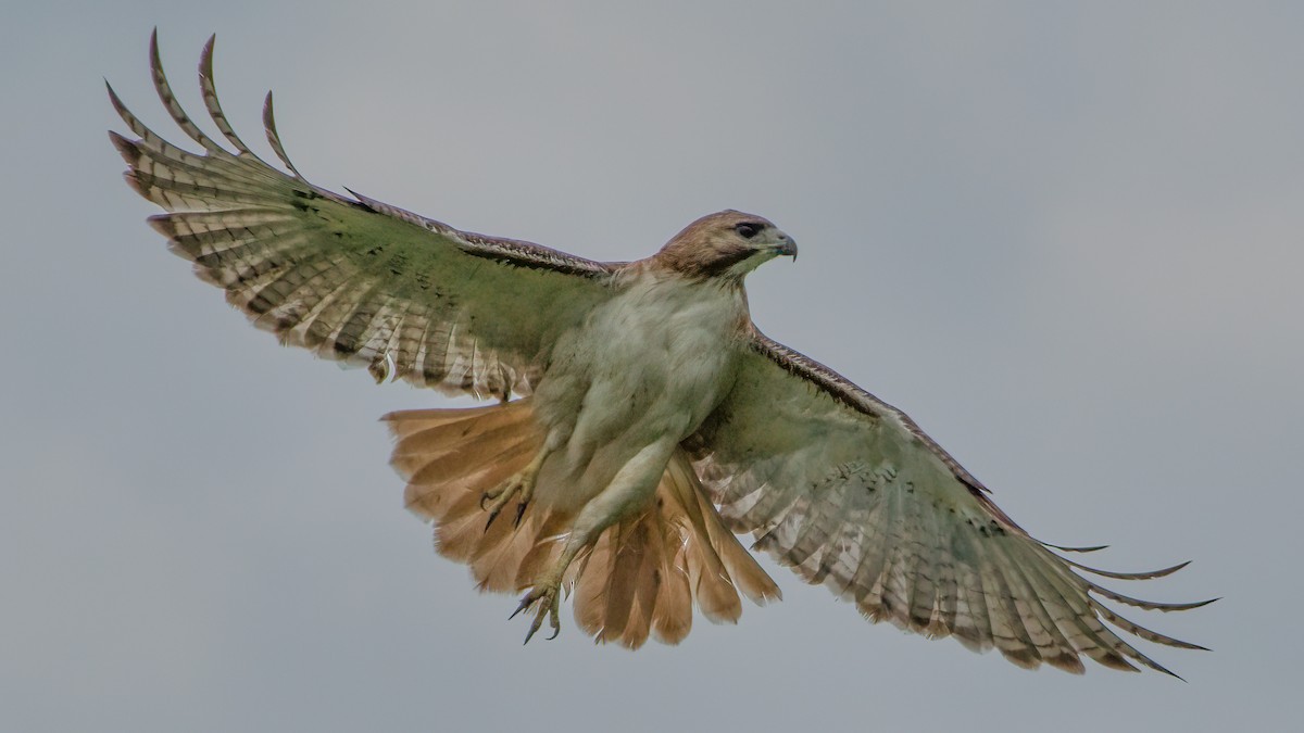 Red-tailed Hawk - Rick Wilhoit
