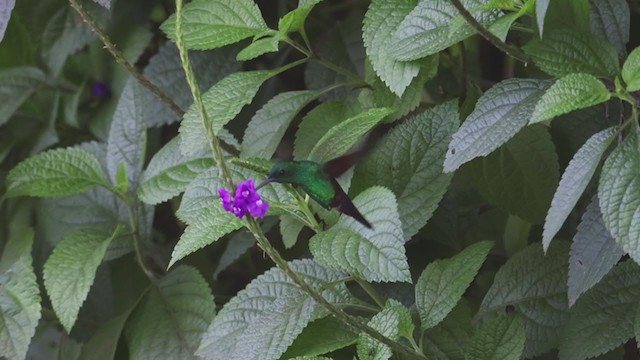 Blue-tailed Hummingbird - ML356856831