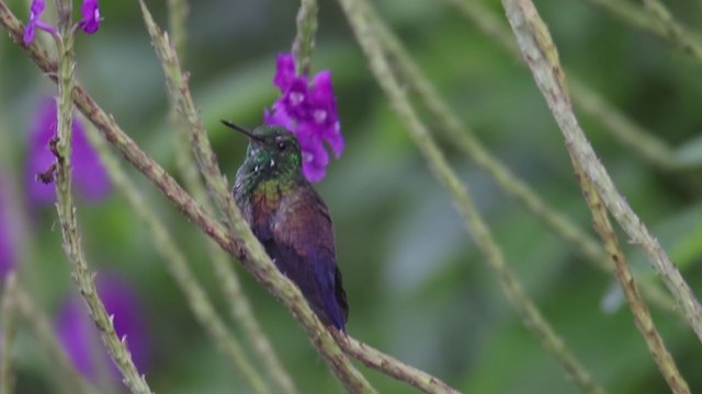 Blue-tailed Hummingbird - ML356856991