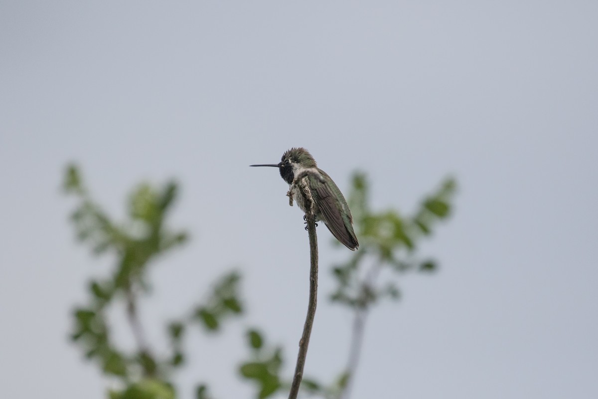 Costa's Hummingbird - ML35685851