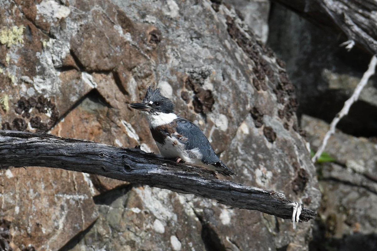 Belted Kingfisher - ML356858771