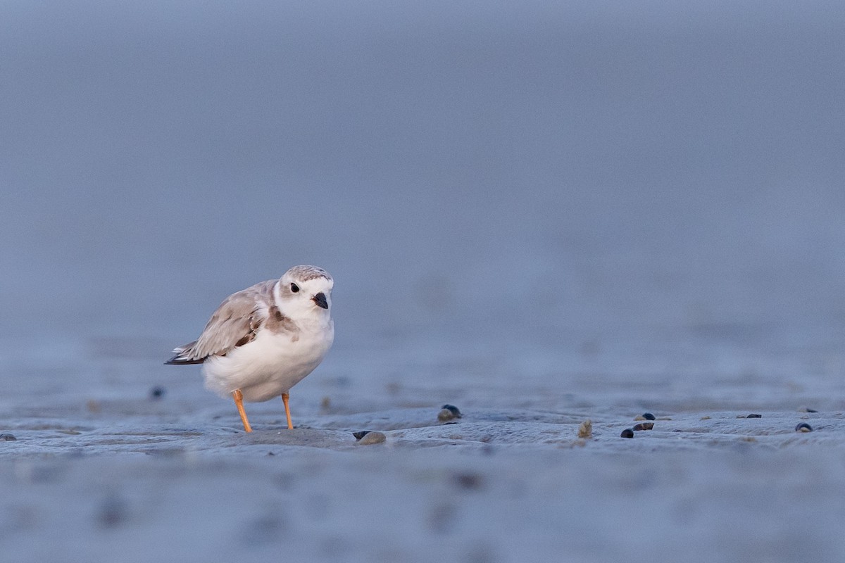 Piping Plover - ML356860231