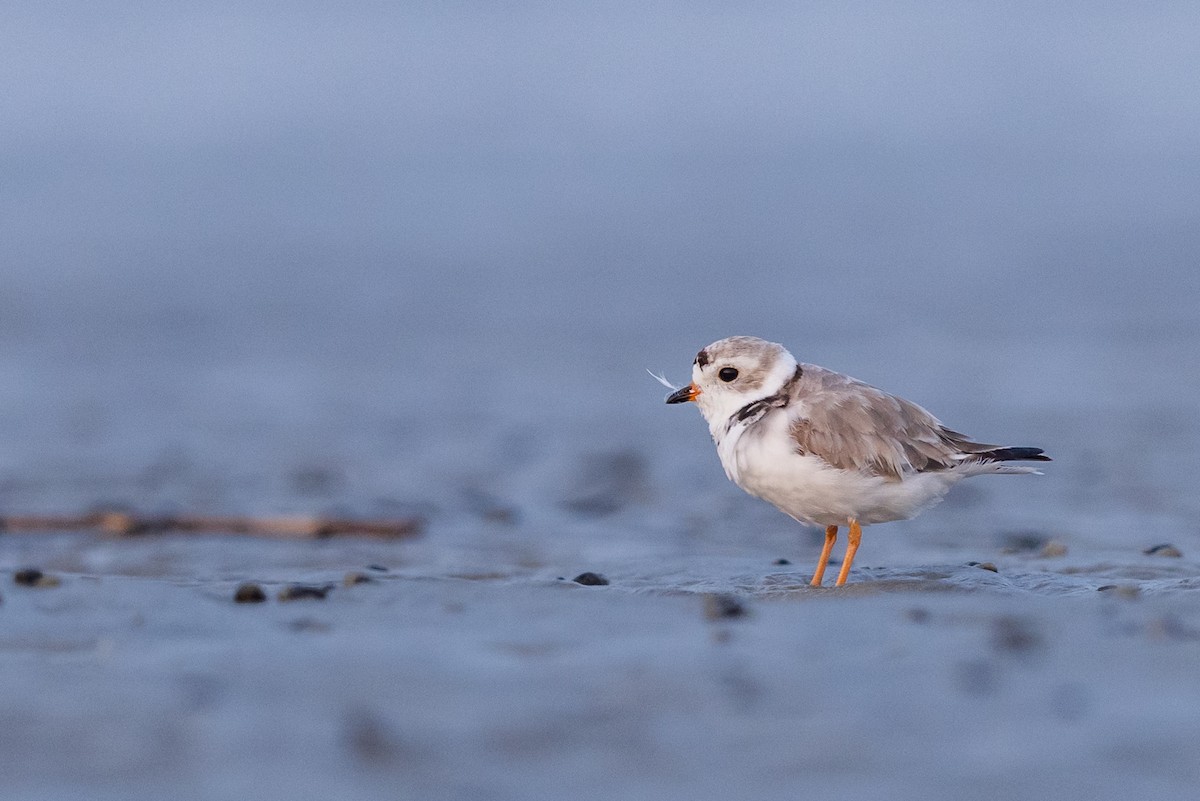 Piping Plover - ML356860241