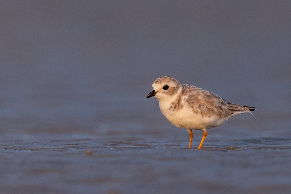Piping Plover - ML356860991