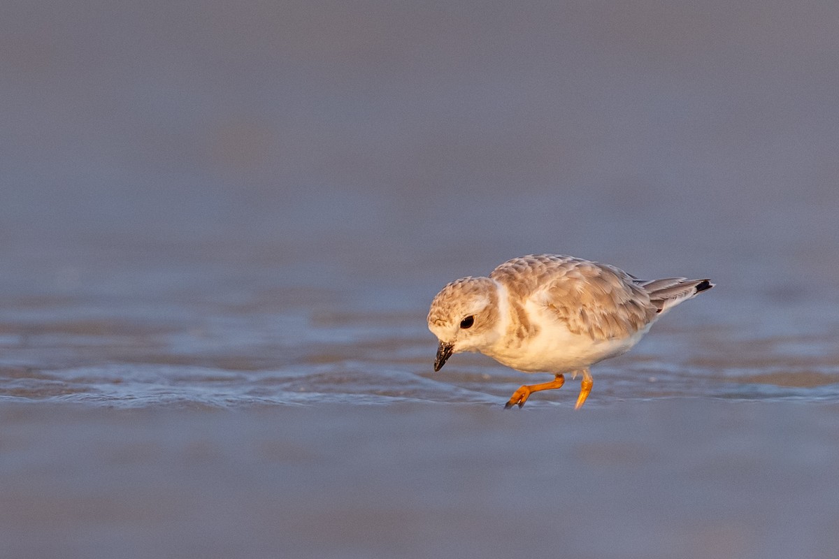 Piping Plover - ML356861011