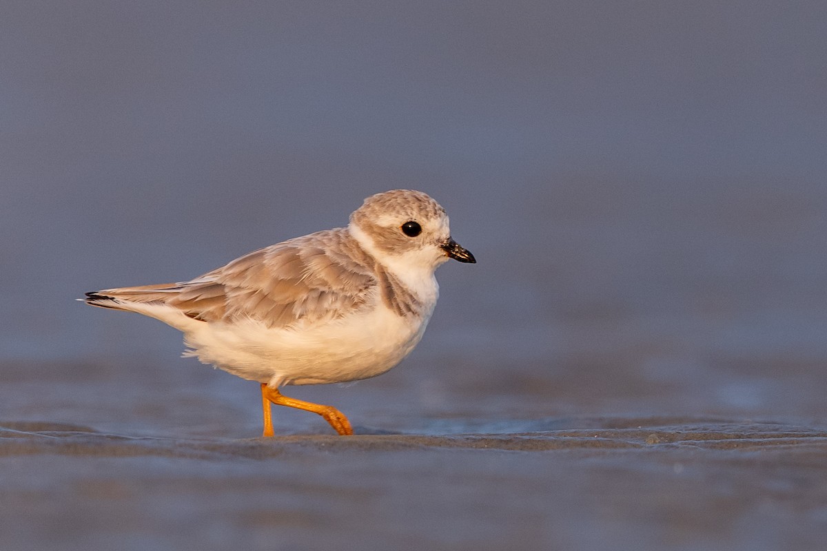 Piping Plover - ML356861021