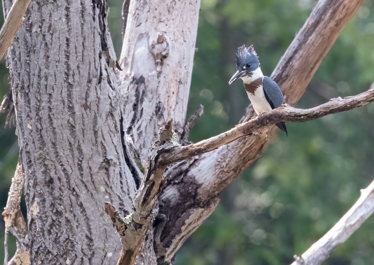 Belted Kingfisher - ML356869061