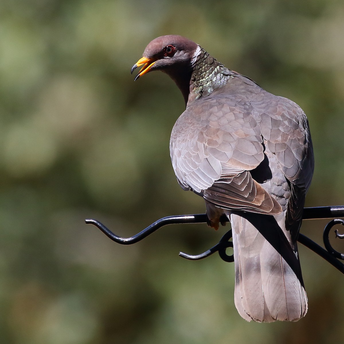 Band-tailed Pigeon - ML356871451
