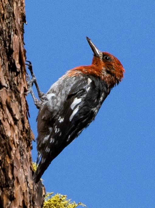 Red-breasted Sapsucker - ML356871591