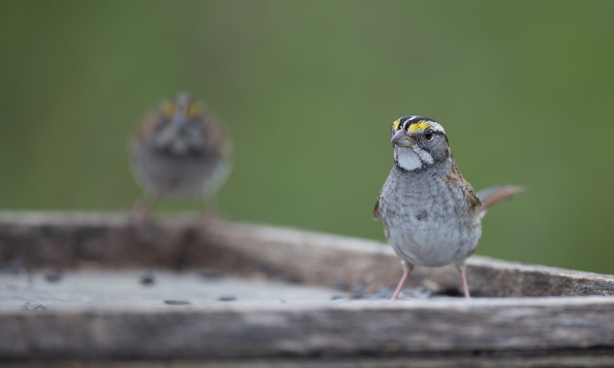 White-throated Sparrow - ML35687471