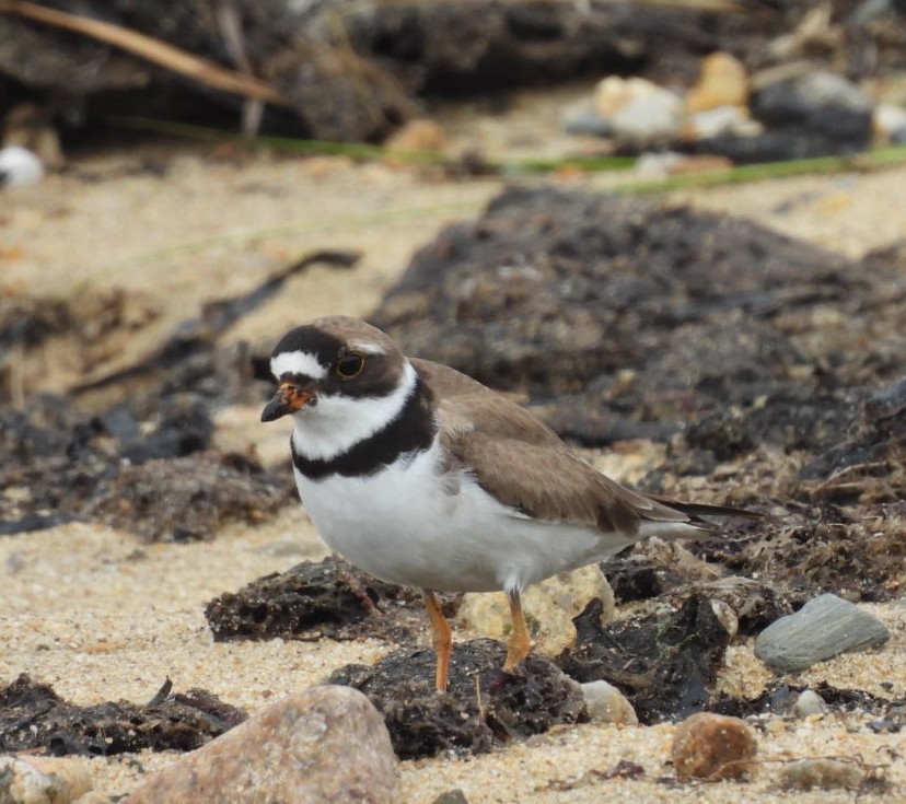 Semipalmated Plover - ML356879271
