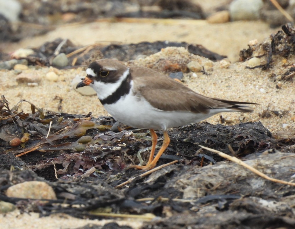 Semipalmated Plover - ML356879321