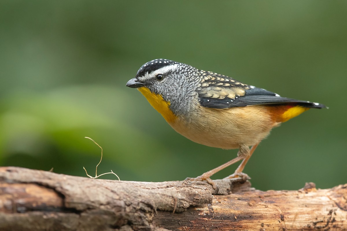 Spotted Pardalote (Spotted) - David Irving