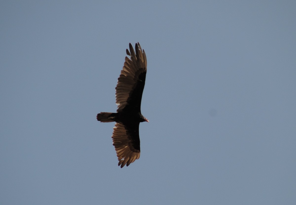 Turkey Vulture - Isidro Montemayor