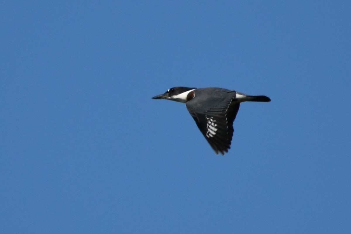 Belted Kingfisher - ML356882701