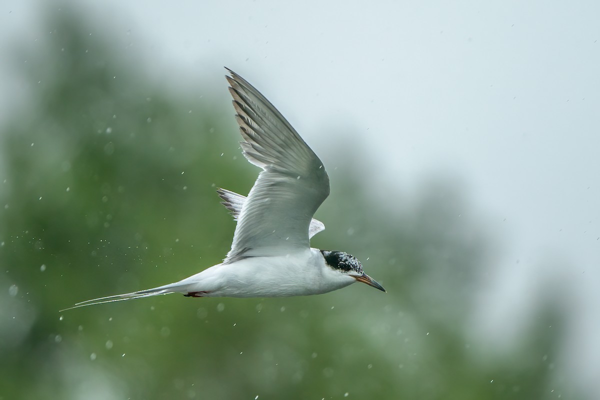 Forster's Tern - Shawn Cooper