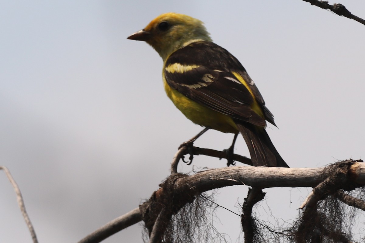 Western Tanager - ML356885461