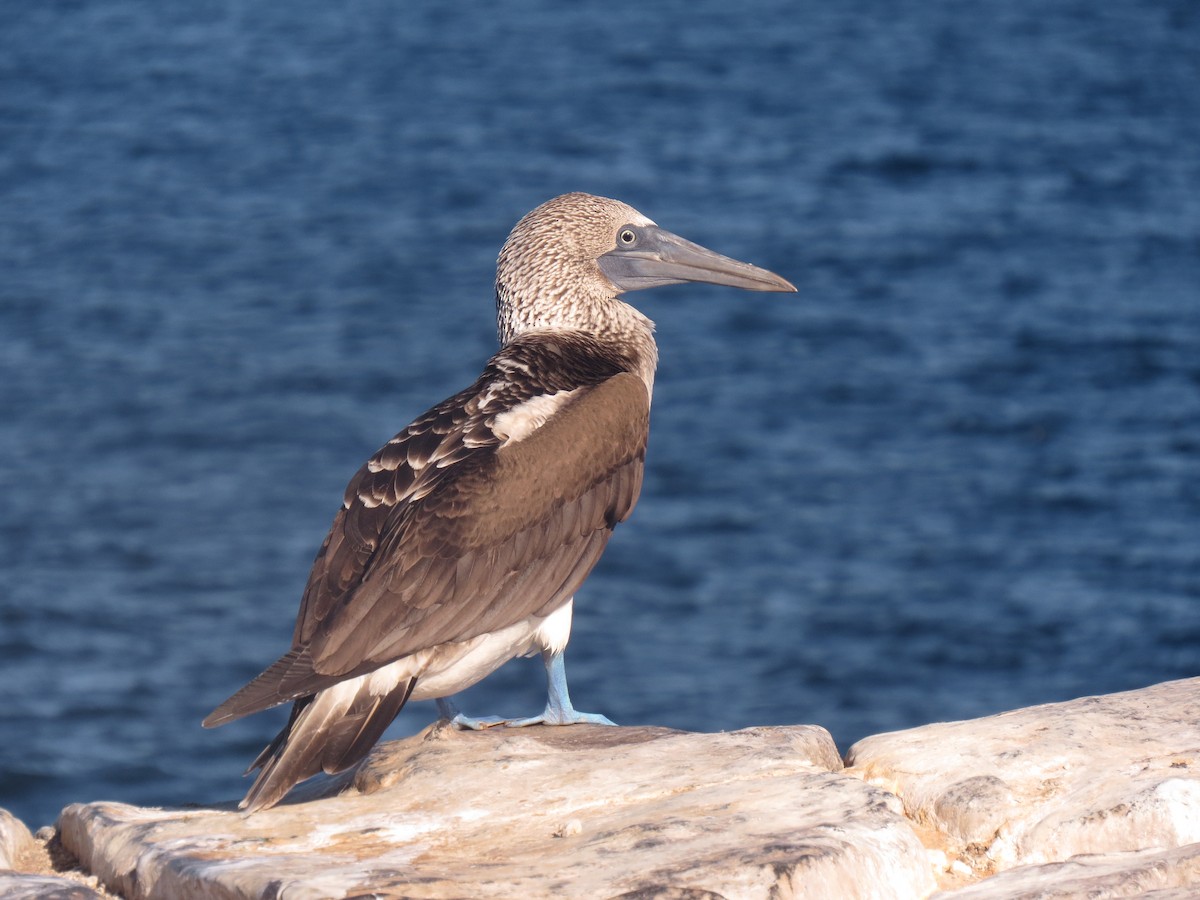 Blue-footed Booby - ML35688611